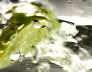 A Lime in Water
