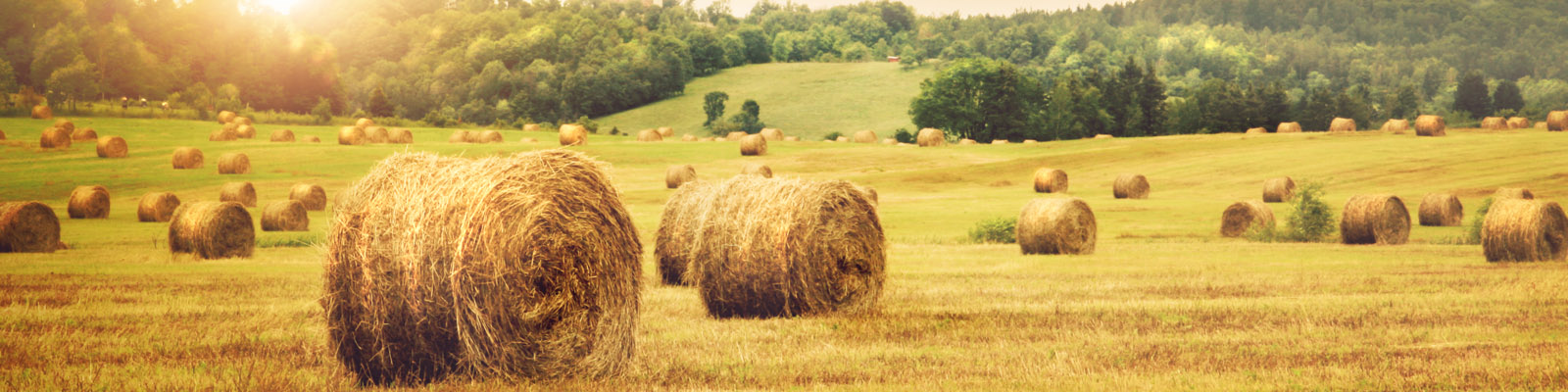 Hail Bay in the Field 